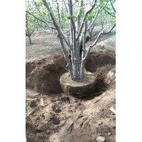 八棱海棠樹移植管理