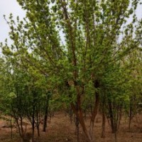 糖槭胸徑8-16公分北京大苗圃基地購樹木市排價