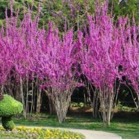 叢生紫荊5-8條北京大苗圃基地購樹木市排價