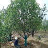 八棱海棠樹批發價格